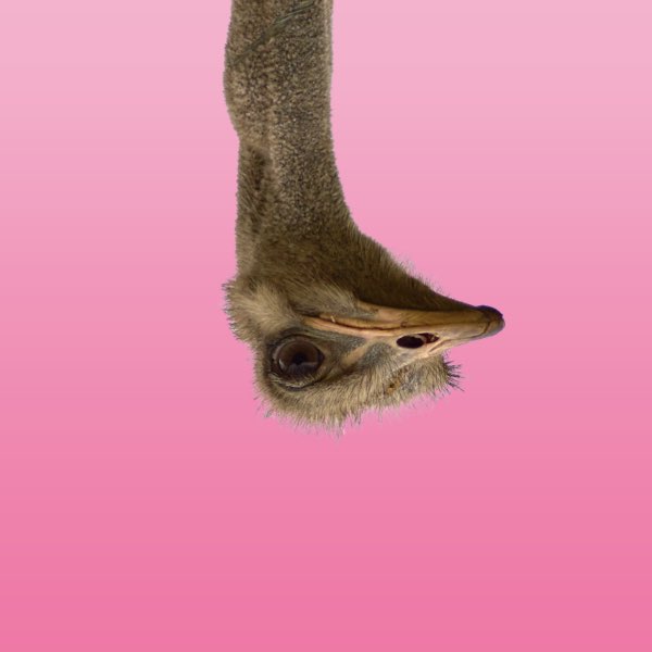 blogpost thumbnail upside down ostrich